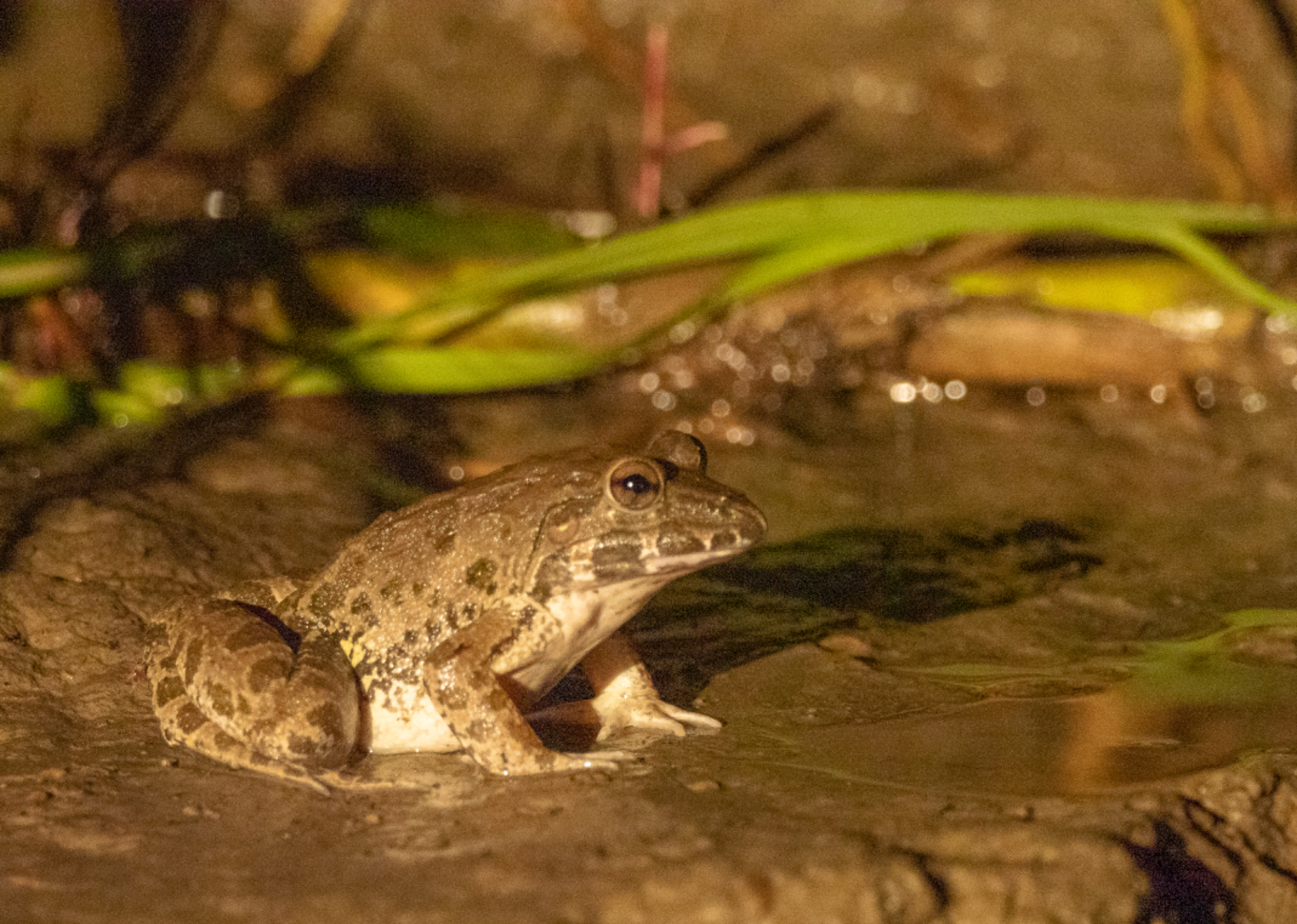 Giant River Toad